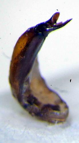 Réf. 88 709 : Phaeochrous mashunus camerunensis