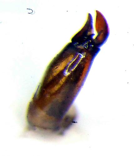 Phaeochrous mashunus camerunensis