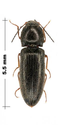 Pheletes quercus