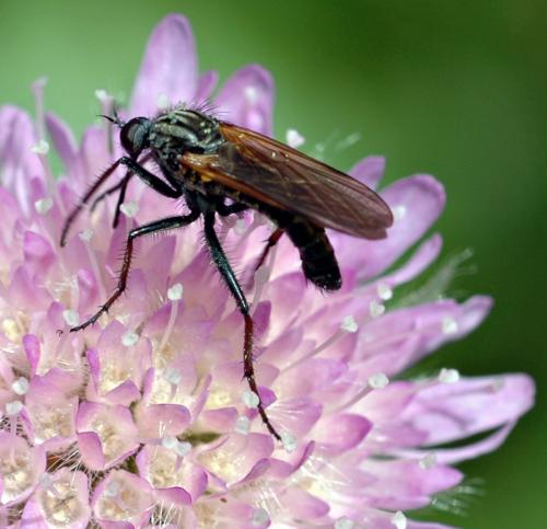 Empis tessellata