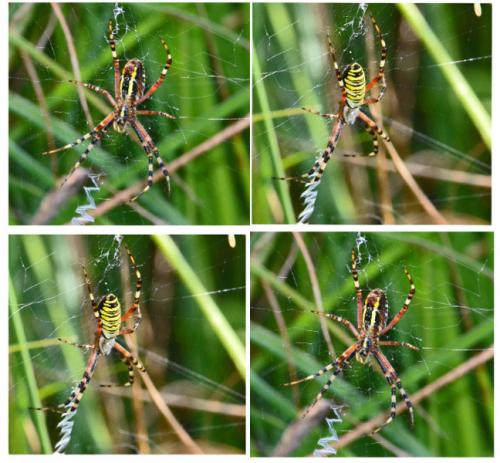 Réf. 88 848 : Argiope bruennichi
