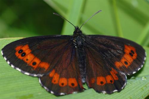 Erebia ligea