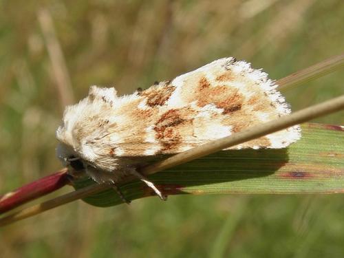 Eremobia ochroleuca