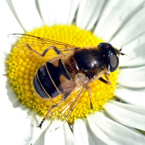 Réf. 88 533 : Eristalis nemorum