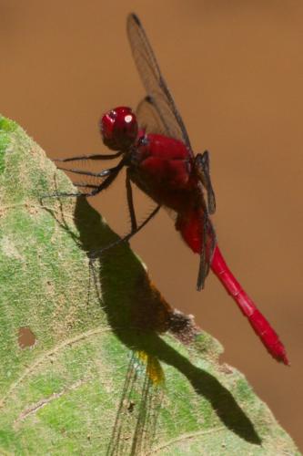 Erythrodiplax castanea