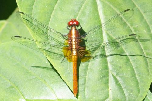 Erythrodiplax castanea