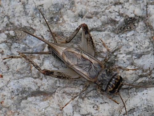 Eumodicogryllus bordigalensis bordigalensis