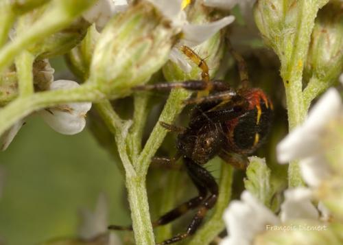 Synema globosum