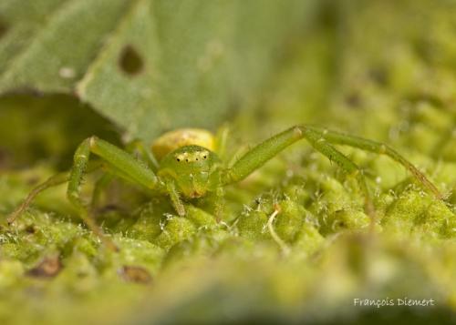 Ebrechtella tricuspidata
