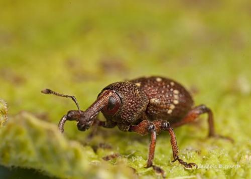 Hylobius transversovittatus