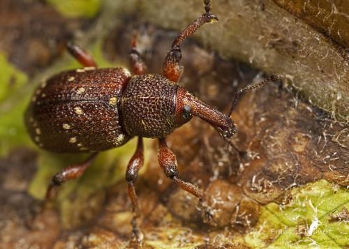 Hylobius transversovittatus