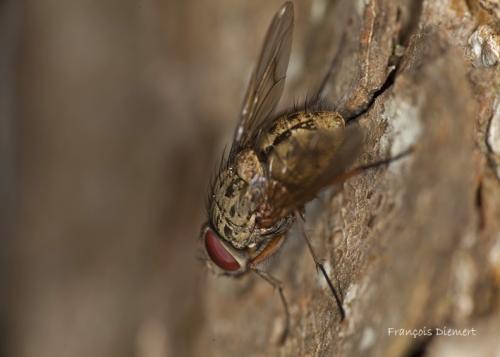 Réf. 88 662 : Phaonia valida