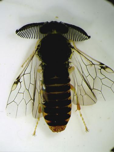 Réf. 88 151 : Diprioninae inconnu
