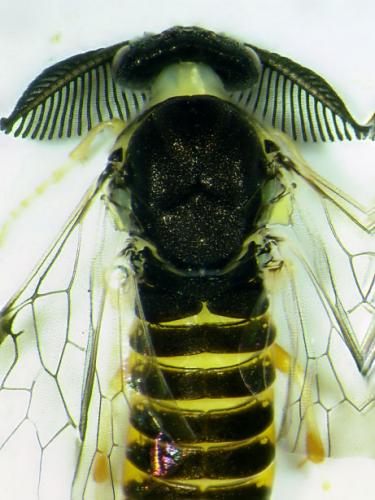 Diprioninae
