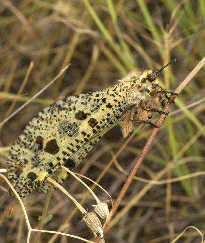 Réf. 88 275 : Palpares libelluloides