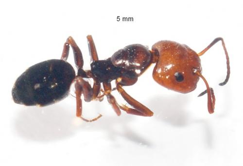 Camponotus lateralis