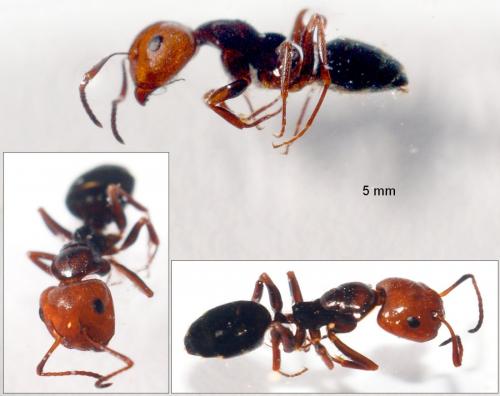 Camponotus lateralis