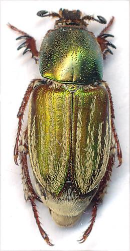 Réf. 88 650 : Glaphyrus micans