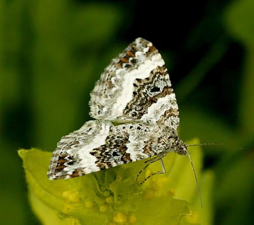 Epirrhoe alternata