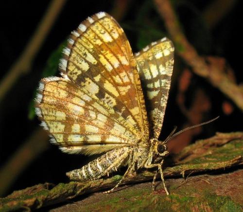 Chiasmia clathrata