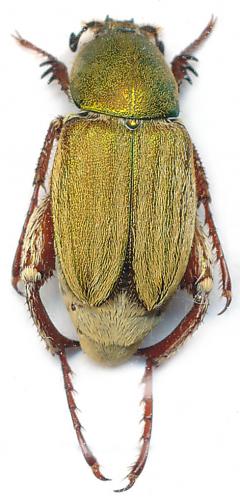 Réf. 88 651 : Glaphyrus micans micans