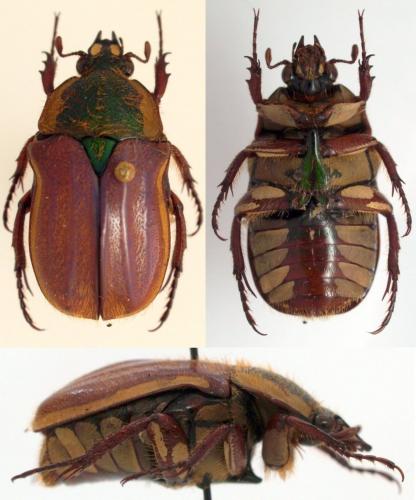 Gnathocera pauliani