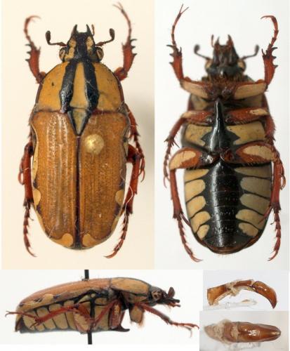 Gnathocera angustata
