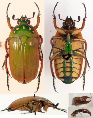 Gnathocera quadripunctata
