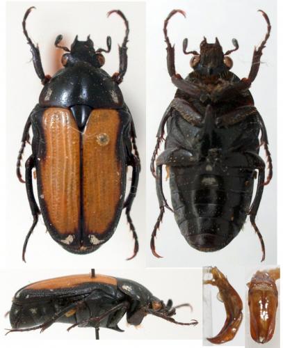 Gnathocera angustata