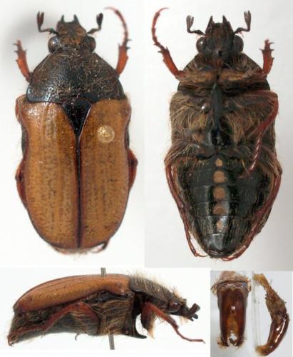 Gnathocera trivittata