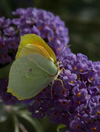Réf. 88 753 : Gonepteryx cleopatra