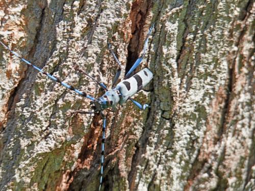 Rosalia alpina