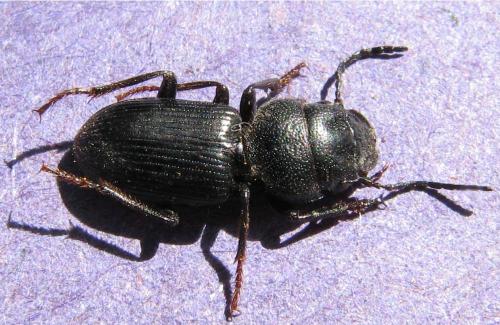 Dixus clypeatus