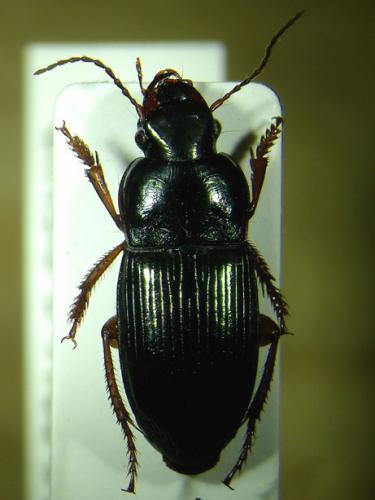 Réf. 88 060 : Harpalus dimidiatus