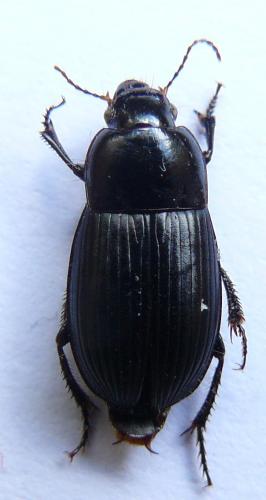 Réf. 88 785 : Harpalus serripes