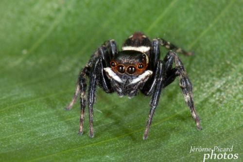Hasarius adansoni