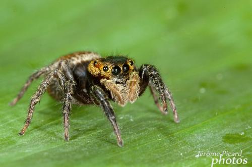 Réf. 88 012 : Hasarius adansoni
