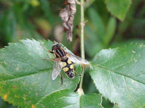 Helophilus trivittatus