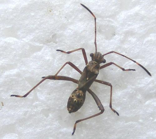 Camptopus lateralis