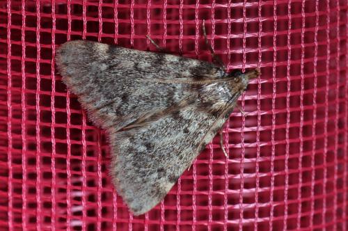 Réf. 88 291 : Aglossa pinguinalis