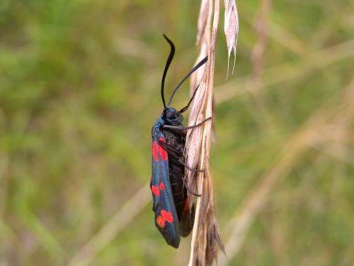Zygaena filipendulae