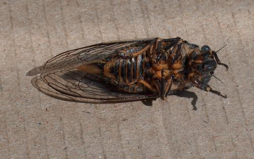 Tibicina garricola