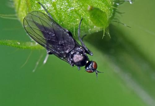 Empis sp.