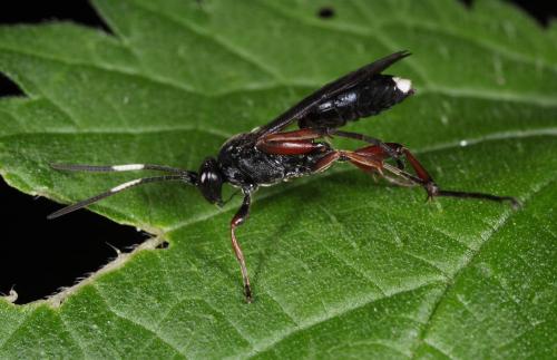 Réf. 88 266 : Ichneumoninae inconnu