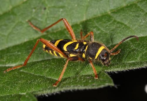 Clytus arietis