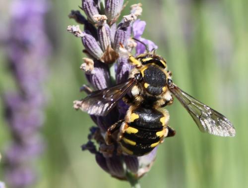 Anthidium florentinum