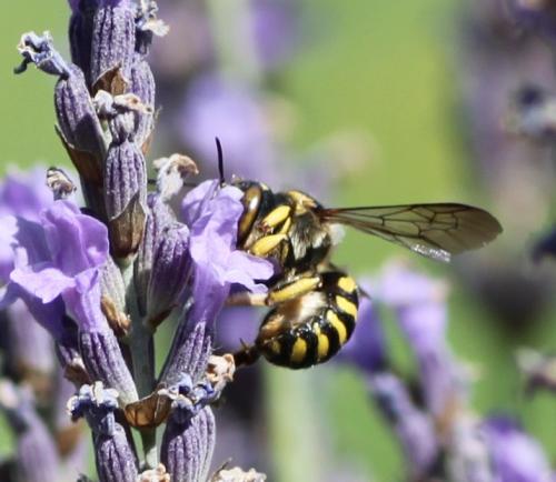 Anthidium florentinum