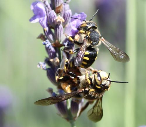 Anthidium florentinum