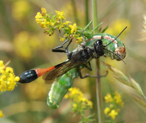Ammophila sabulosa