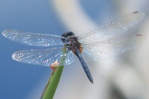 Idiataphe amazonica